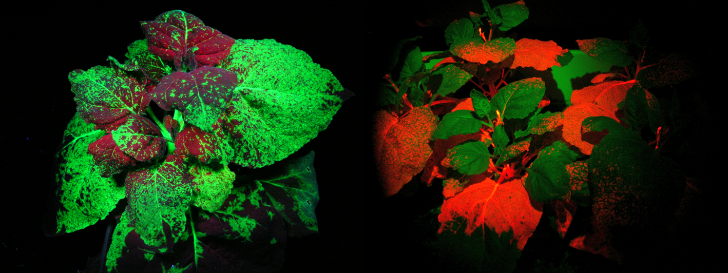 Production of fluorescent proteins by transient expression in plants