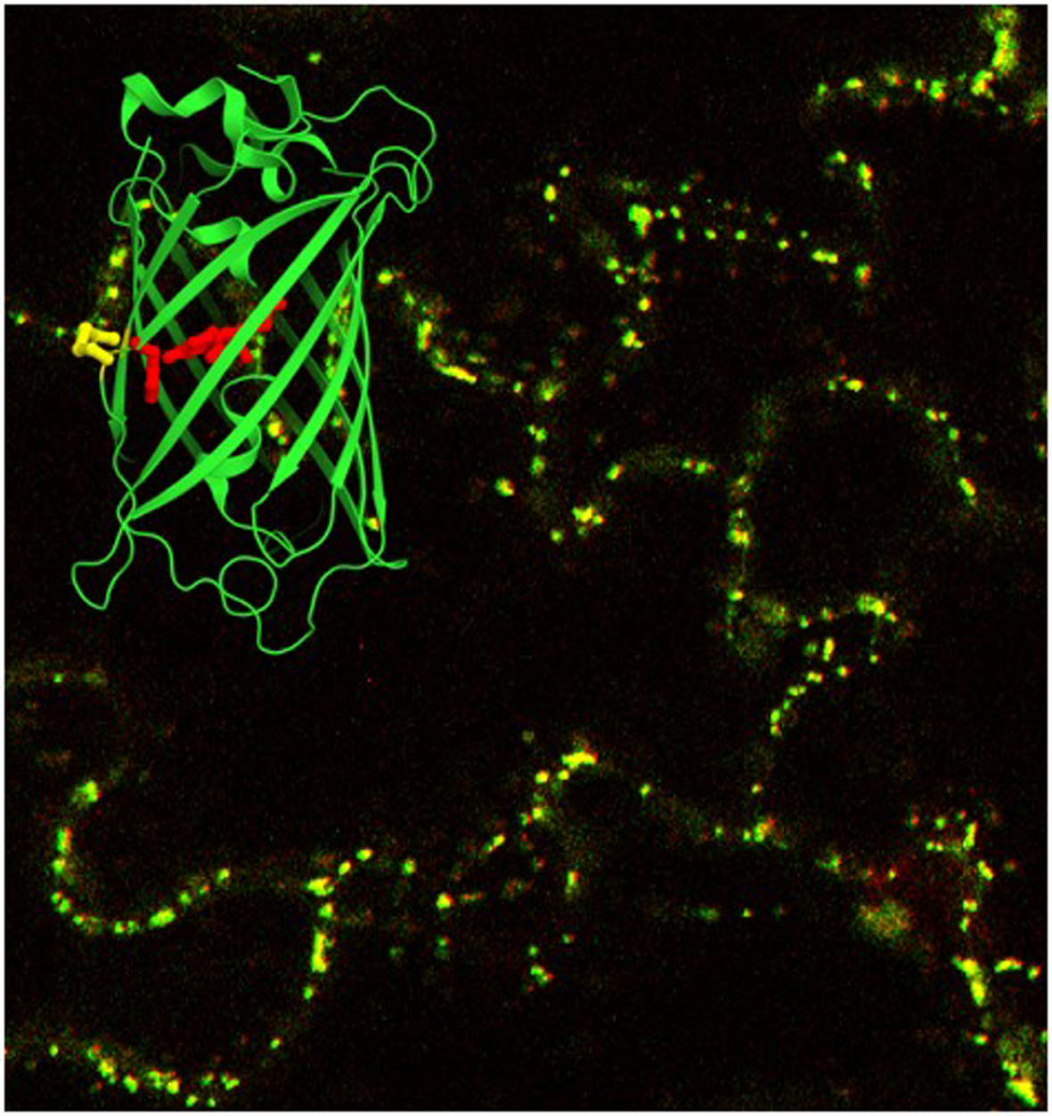 “Strukturmodel eines fluoreszierenden redox-sensitiven Proteinsensors (roGFP) vor einer mikroskopischen Aufnahme von Arabidopsis Blattepidermiszellen, die das Sensorprotein in den Mitochondrien (punktartige Strukturen in gelb-grün) exprimieren.”