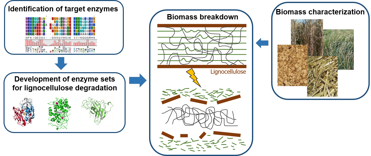 Abbilung BioDeg